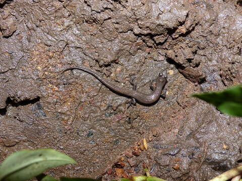 Image of Greer's Earless Skink