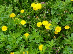 Image of Common Dandelion