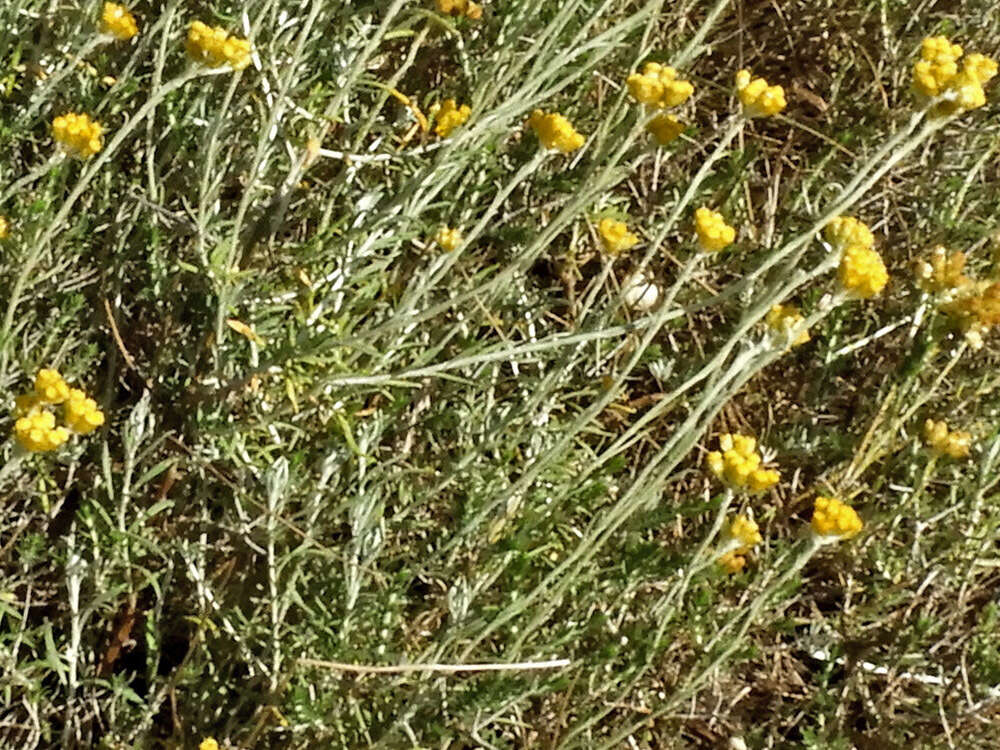 Image of Helichrysum stoechas subsp. barrelieri (Ten.) Nym.