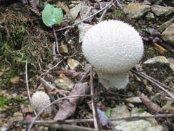 Image of Lycoperdon pratense Pers. 1794