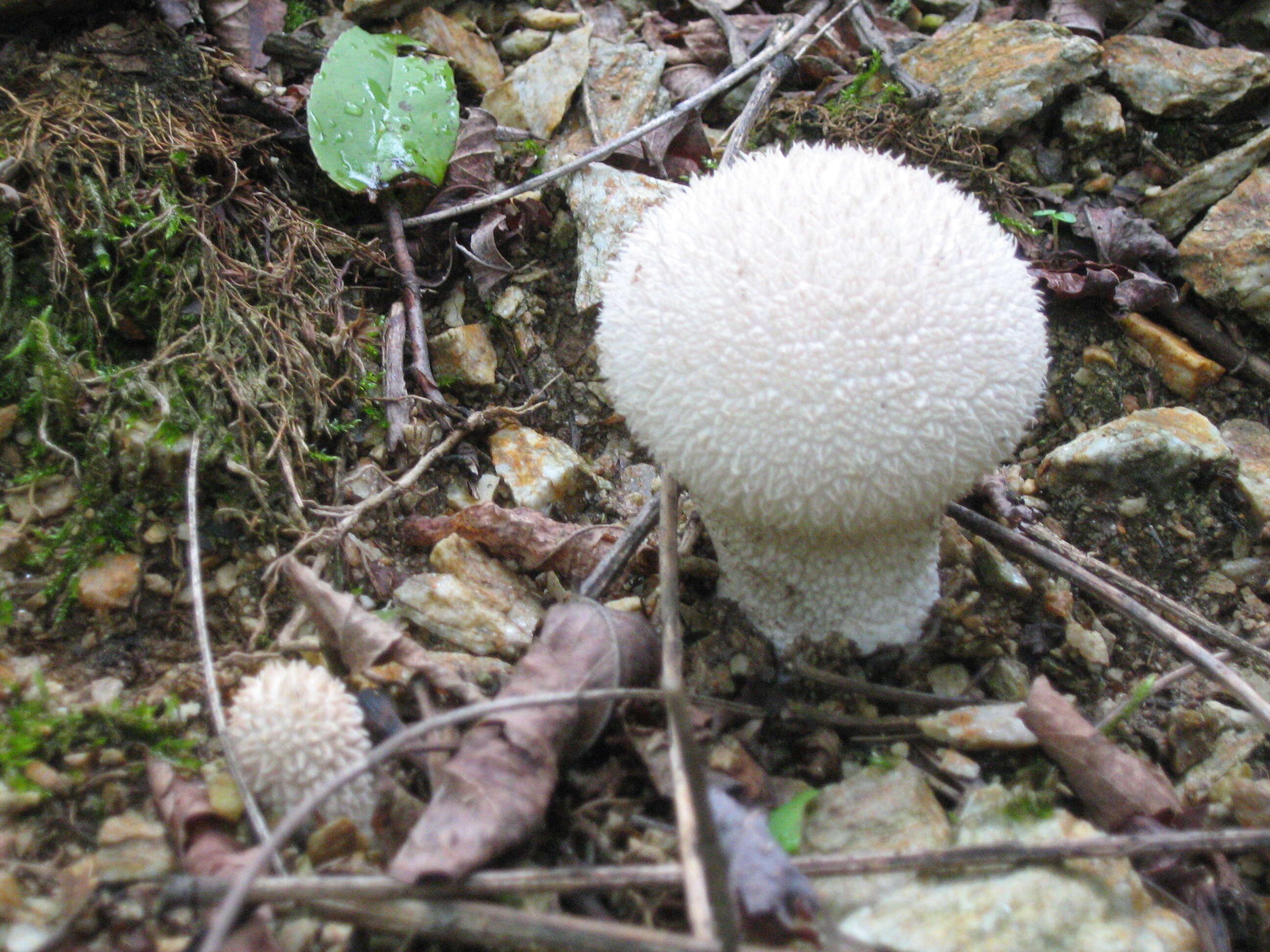 Imagem de Lycoperdon pratense Pers. 1794