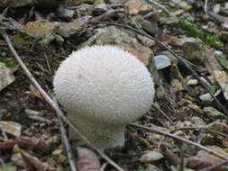 Image of Lycoperdon pratense Pers. 1794