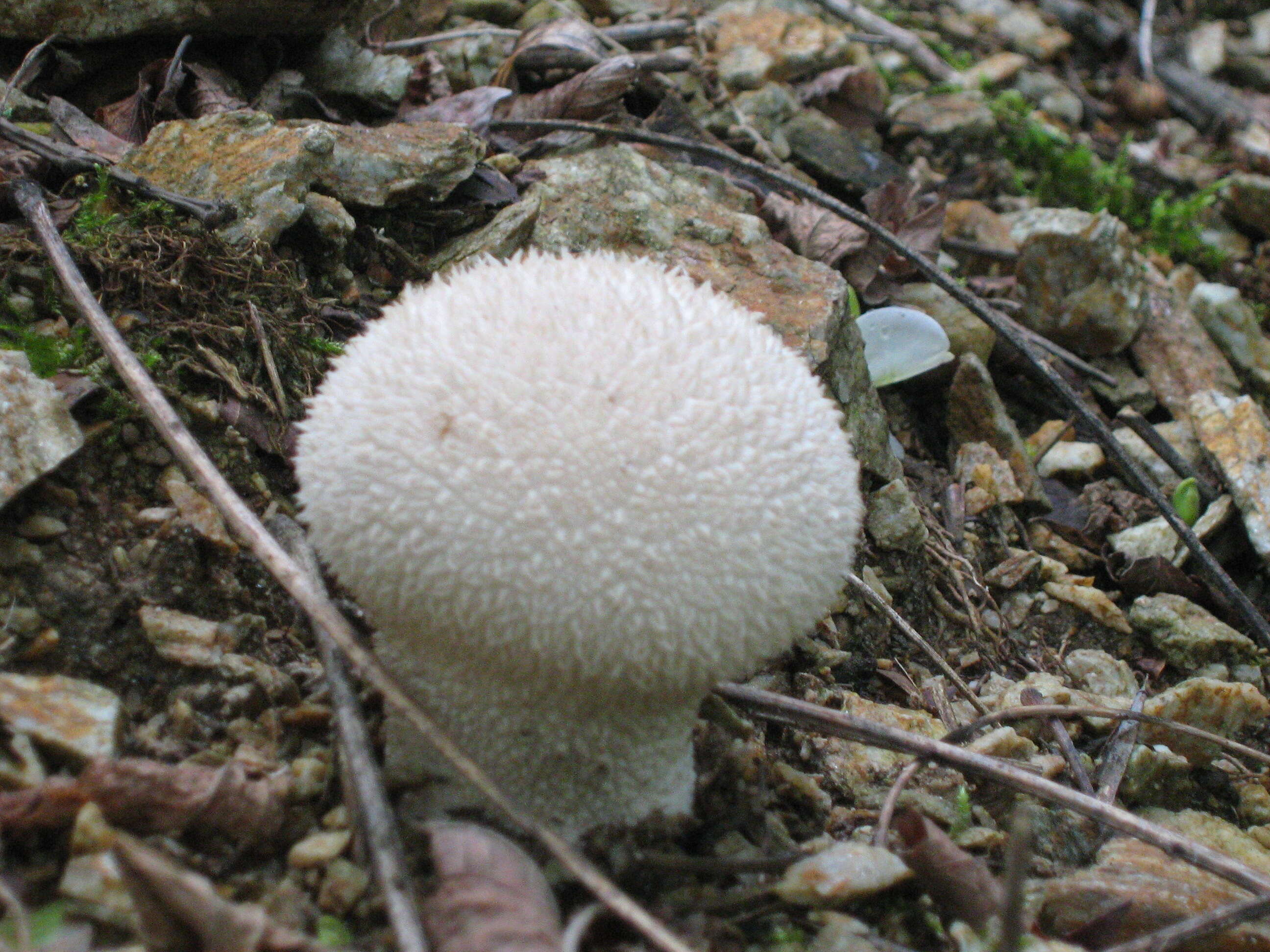 Imagem de Lycoperdon pratense Pers. 1794