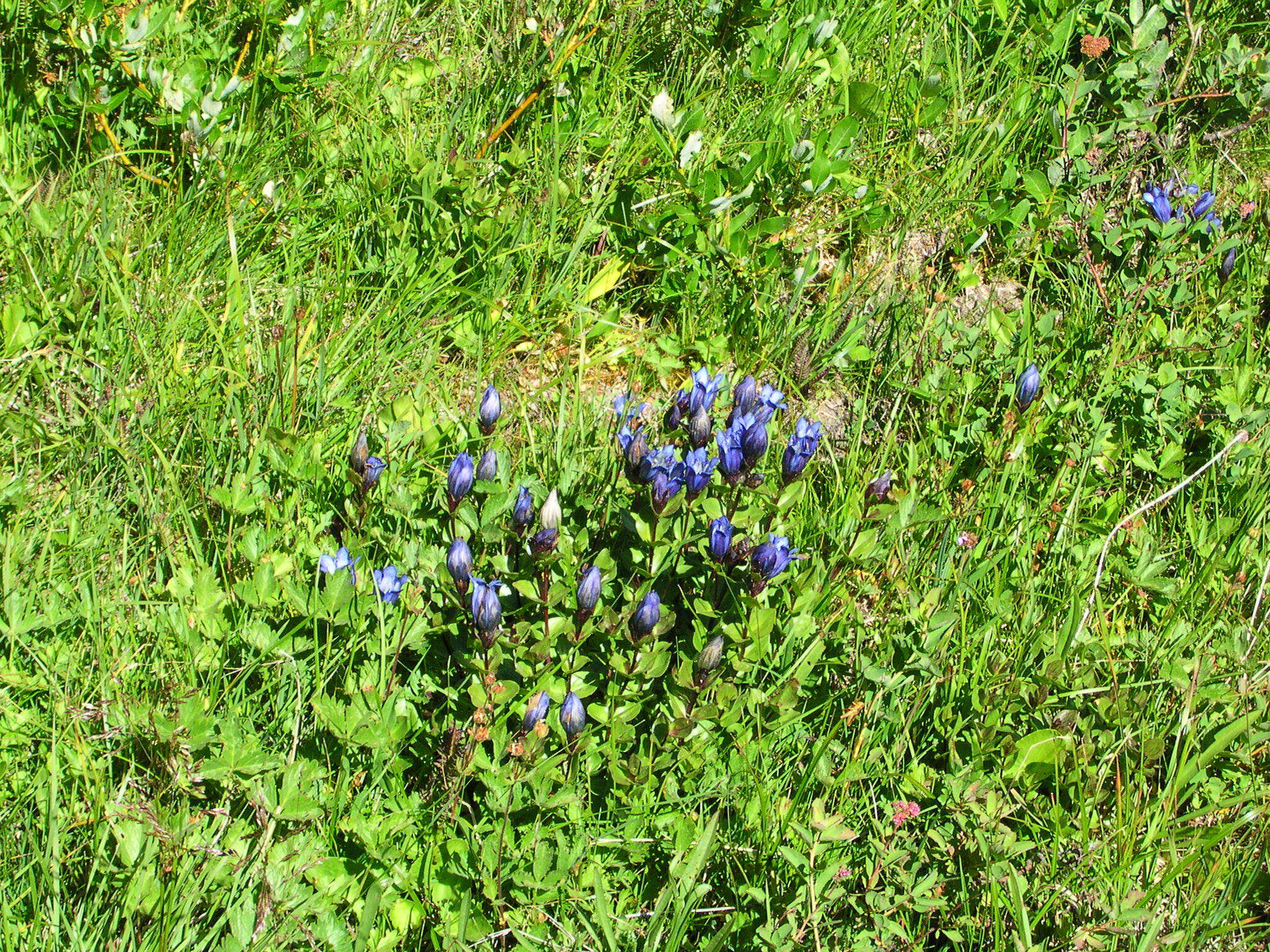 Image of Bog Gentian