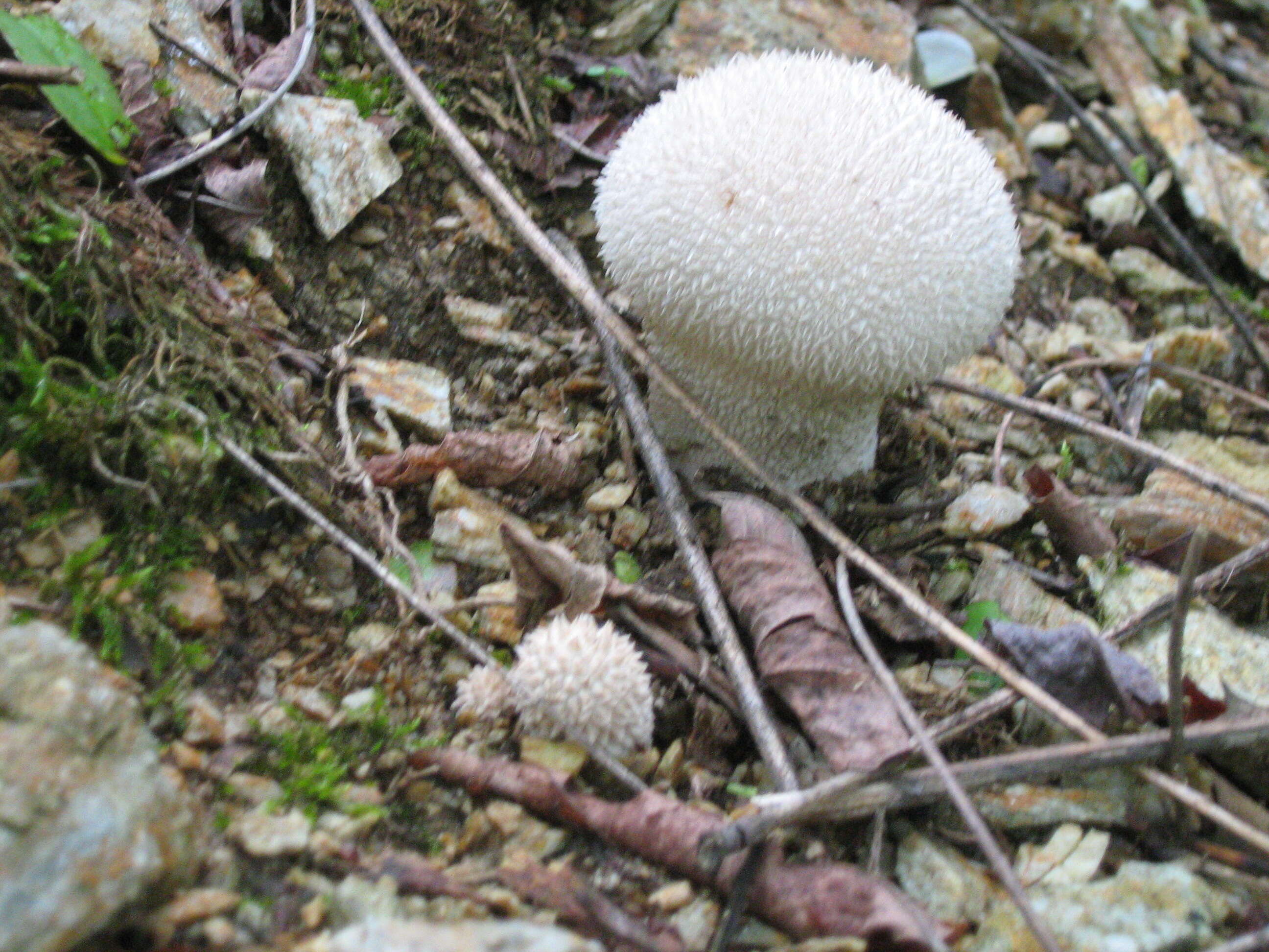 Imagem de Lycoperdon pratense Pers. 1794