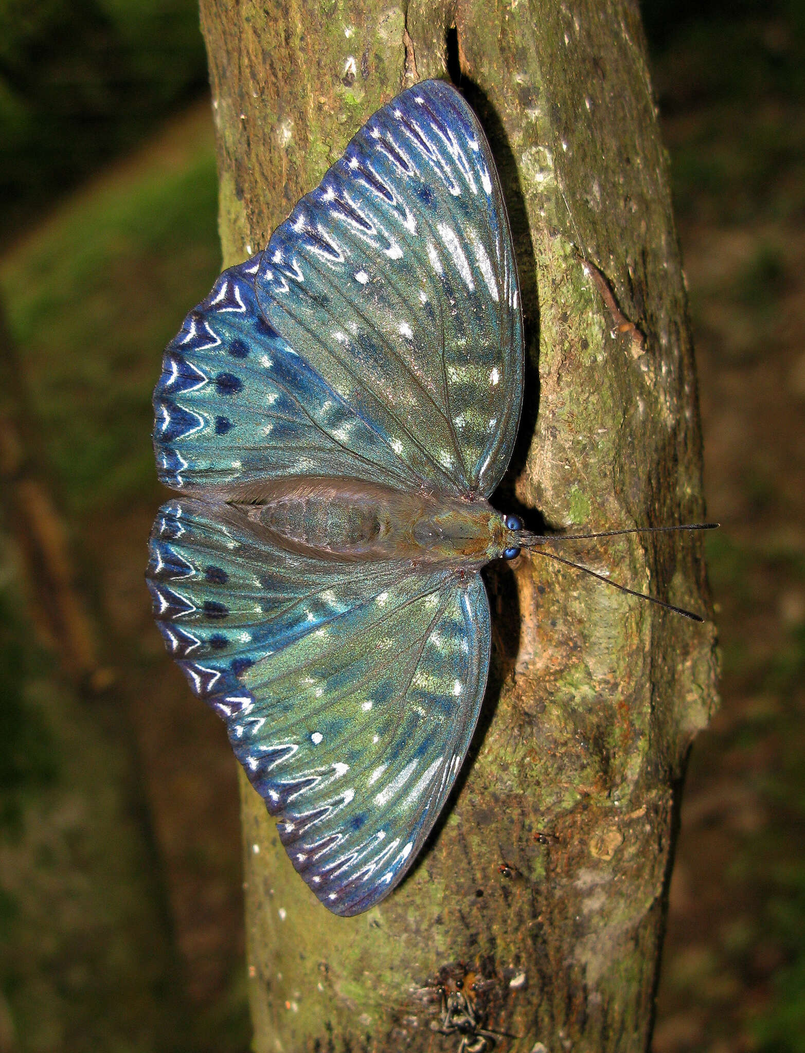 Image of Dichorragia nesimachus formosanus Fruhstorfer 1909