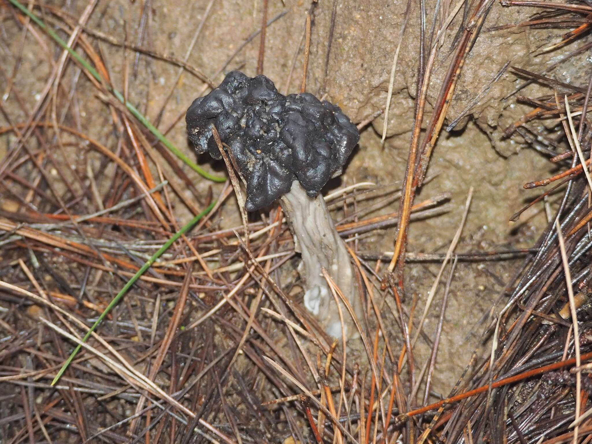 Image of Helvella vespertina N. H. Nguyen & Vellinga 2013