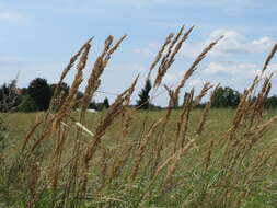 Imagem de Calamagrostis epigejos (L.) Roth