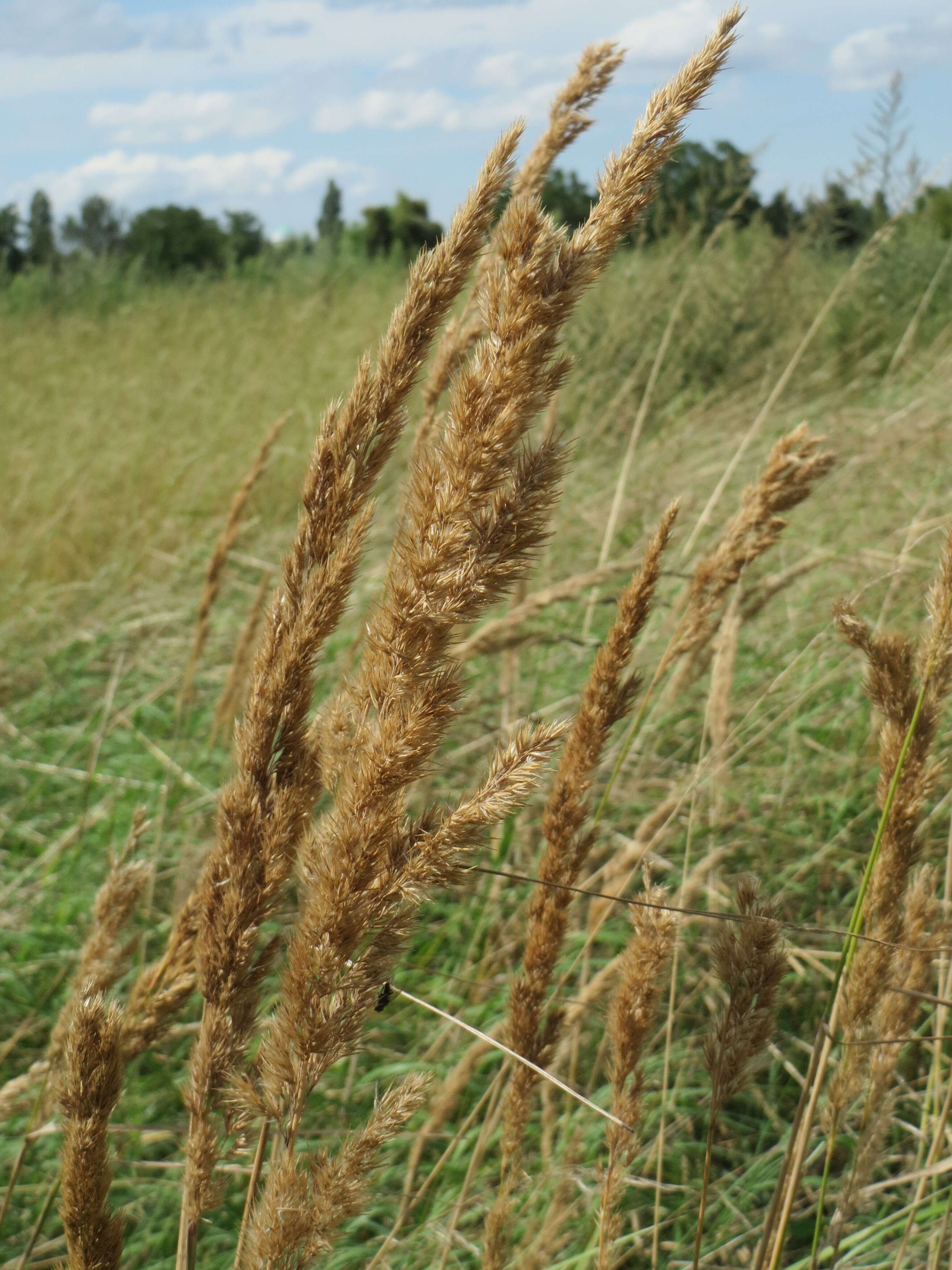 Imagem de Calamagrostis epigejos (L.) Roth