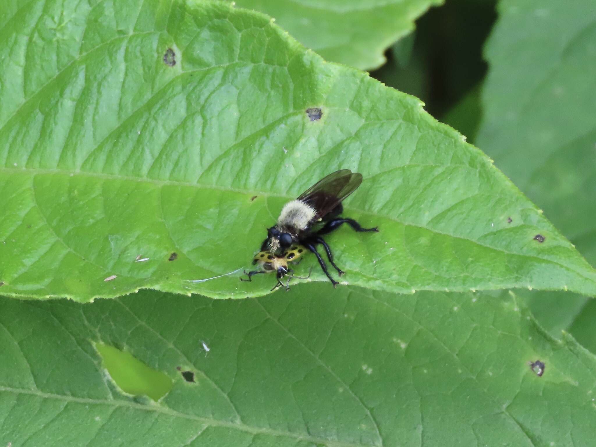 Image of Laphria virginica (Banks 1917)