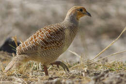 Image of Gray Francolin