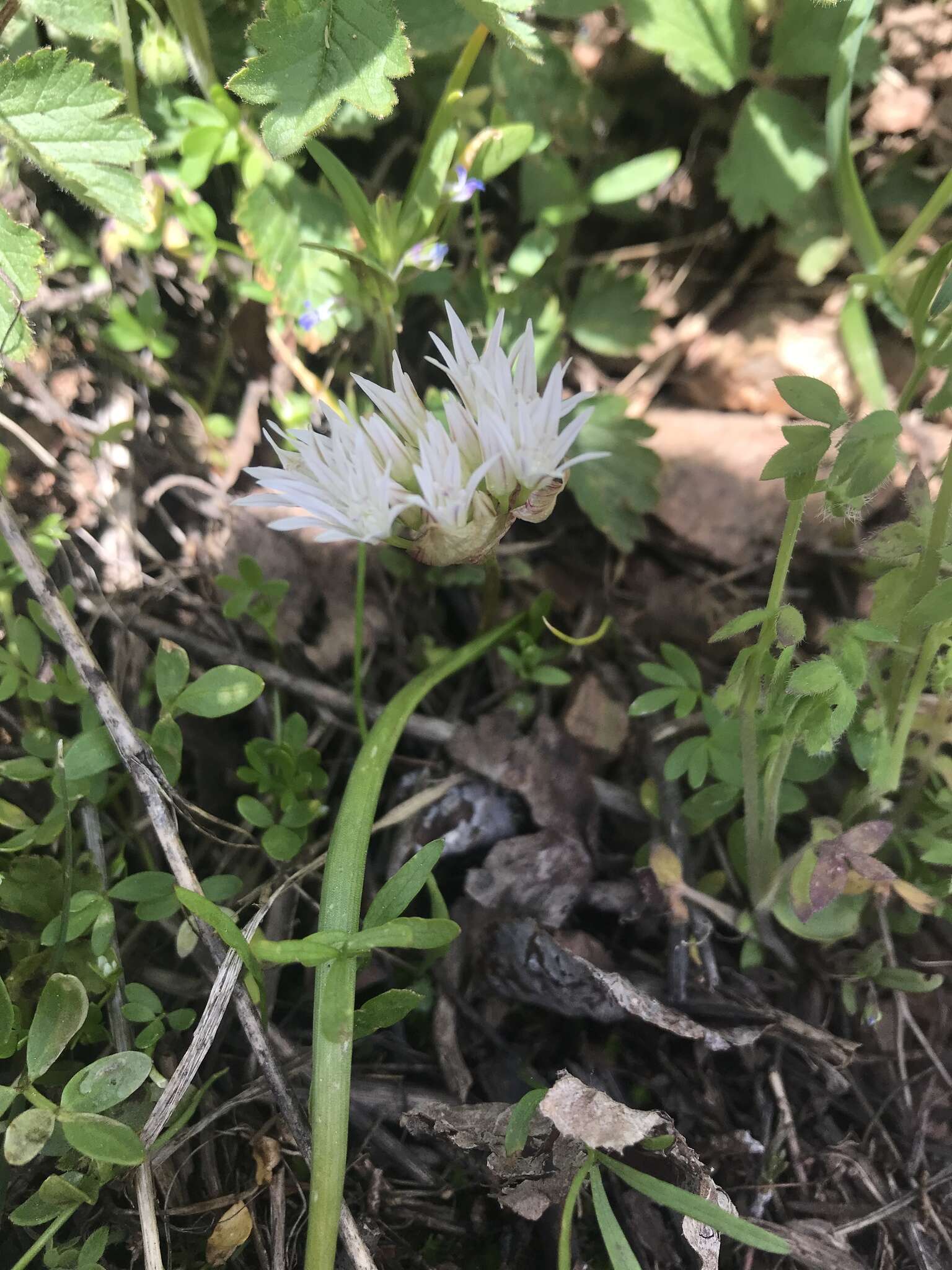 Image of Brandegee's onion