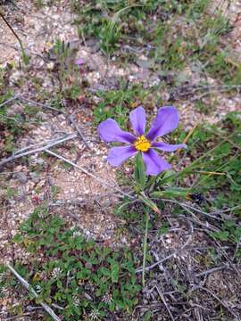 Image of Calydorea xyphioides (Poepp.) Espinosa