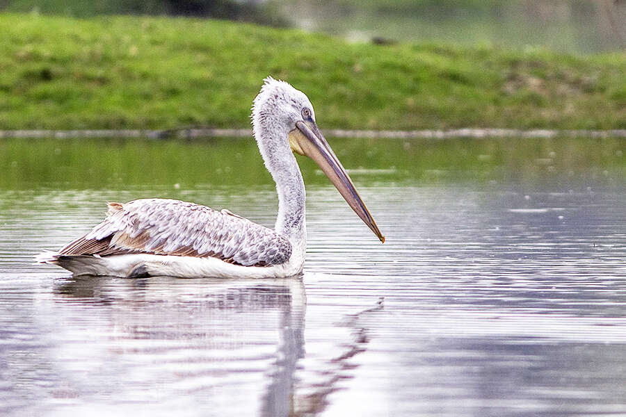 Image of Dalmatian Pelican