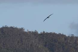 Image of Shy Albatross