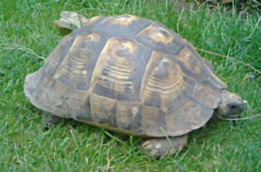 Image of Hermann's Tortoise