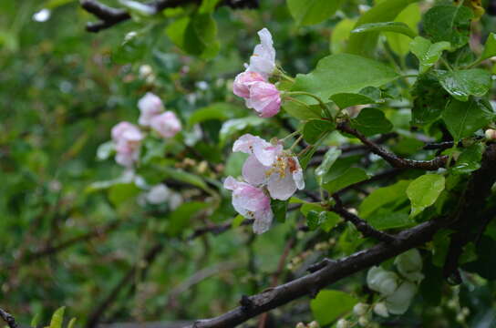 Image of Malus sieversii (Ledeb.) Roem.