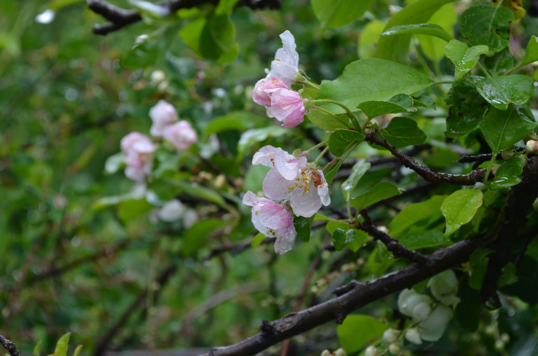 Image of Malus sieversii (Ledeb.) Roem.