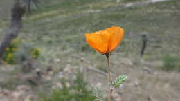 Image of Arizona poppy