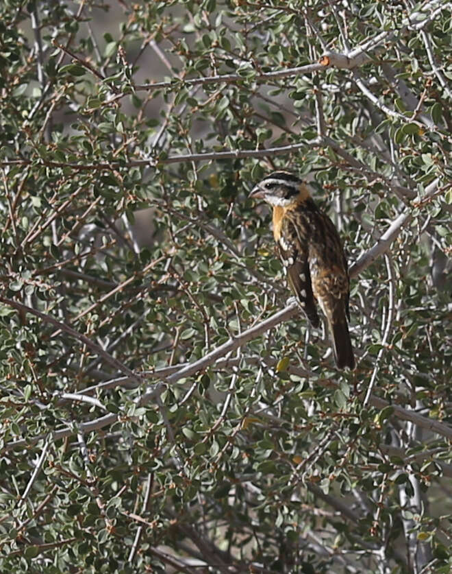 Image of Black-headed Grosbeak