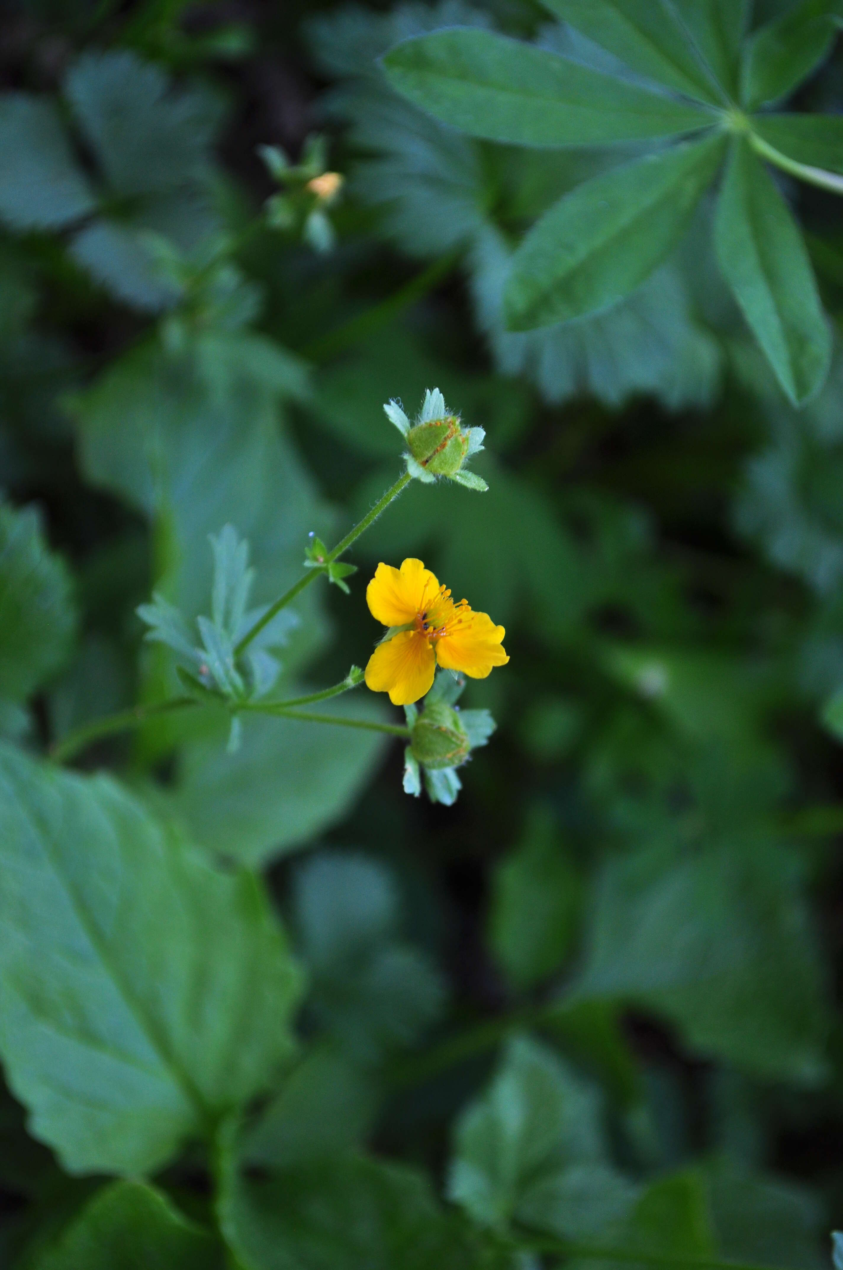 Image of high mountain cinquefoil