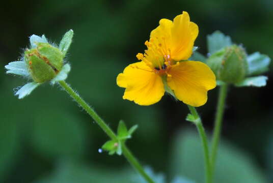 Image of high mountain cinquefoil