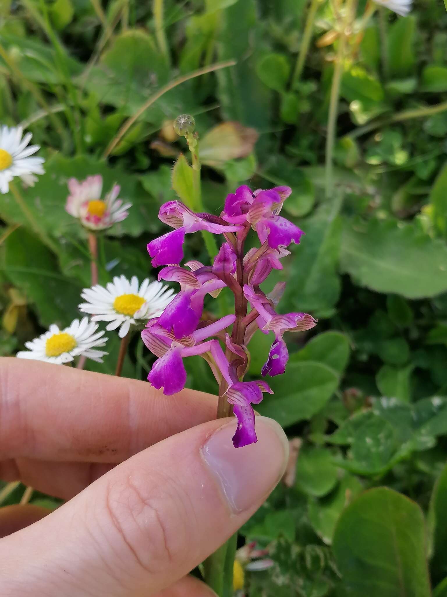 Image of Anacamptis morio subsp. morio