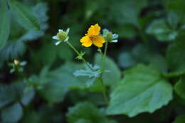 Image of high mountain cinquefoil