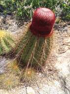 Melocactus ernestii Vaupel resmi