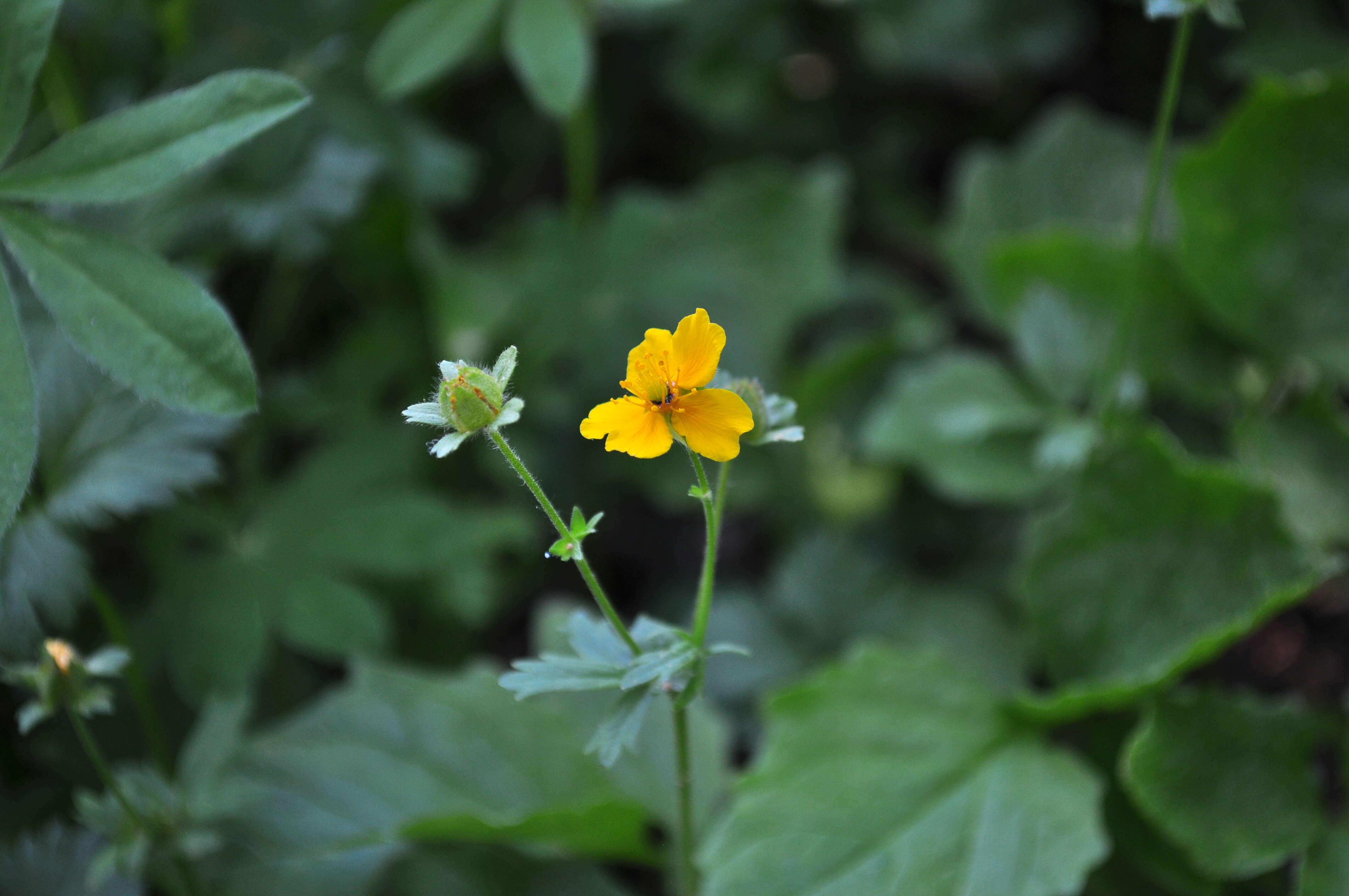 Image of high mountain cinquefoil