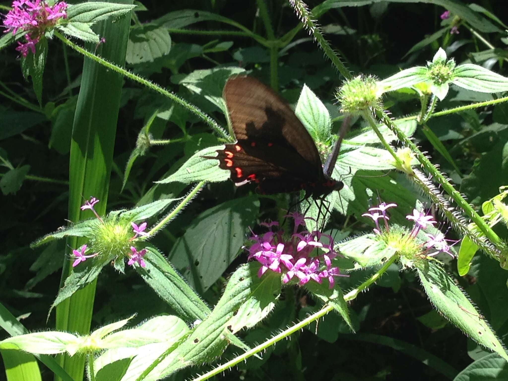 Слика од Parides montezuma (Westwood 1842)