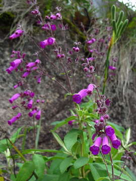 Image of Lepechinia speciosa (A. St.-Hil. ex Benth.) Epling