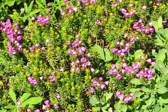 Image of pink mountainheath