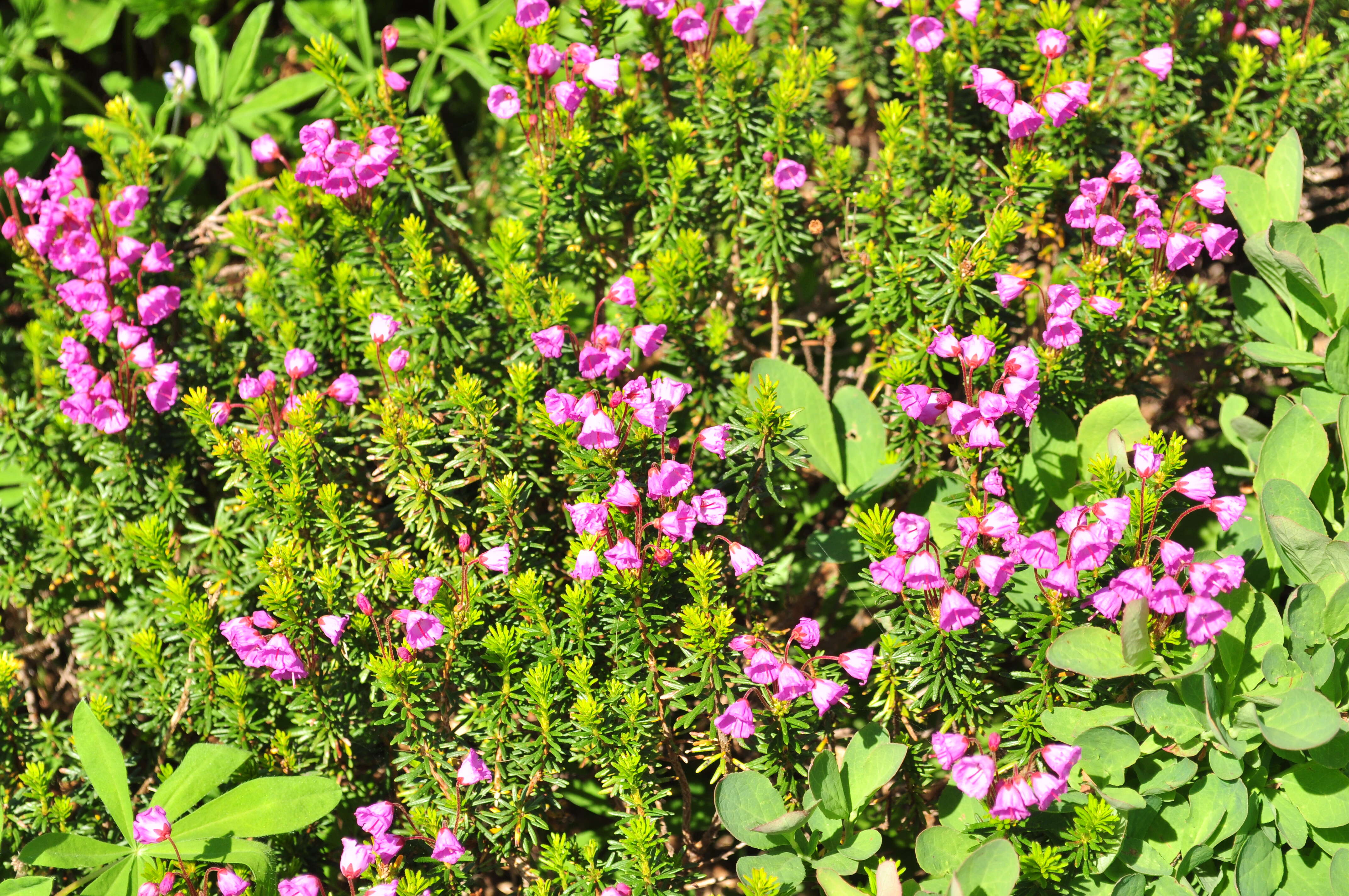 Image of pink mountainheath