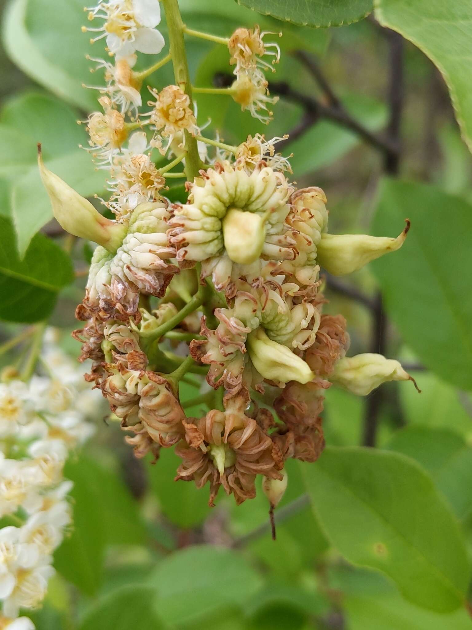 Plancia ëd Taphrina confusa (G. F. Atk.) Giesenh. 1895