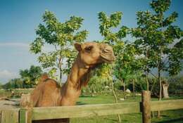 Image of Dromedary