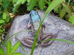 Sivun Lithobates clamitans (Latreille ex Sonnini de Manoncourt & Latreille 1801) kuva