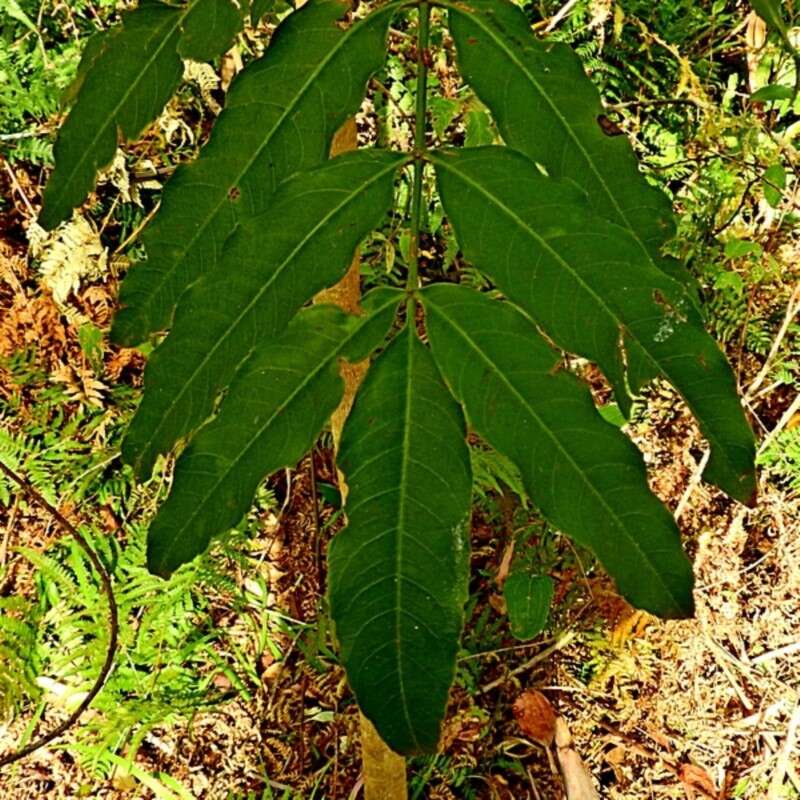 Image of Polyscias murrayi (F. Muell.) Harms