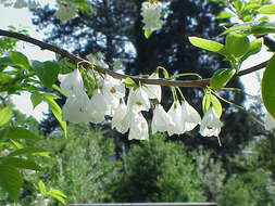 Imagem de Halesia carolina L.