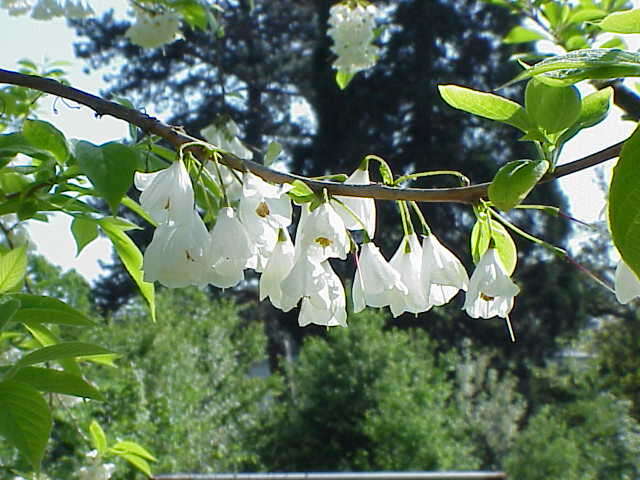 Imagem de Halesia carolina L.