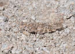 Image of Shasta Grasshopper