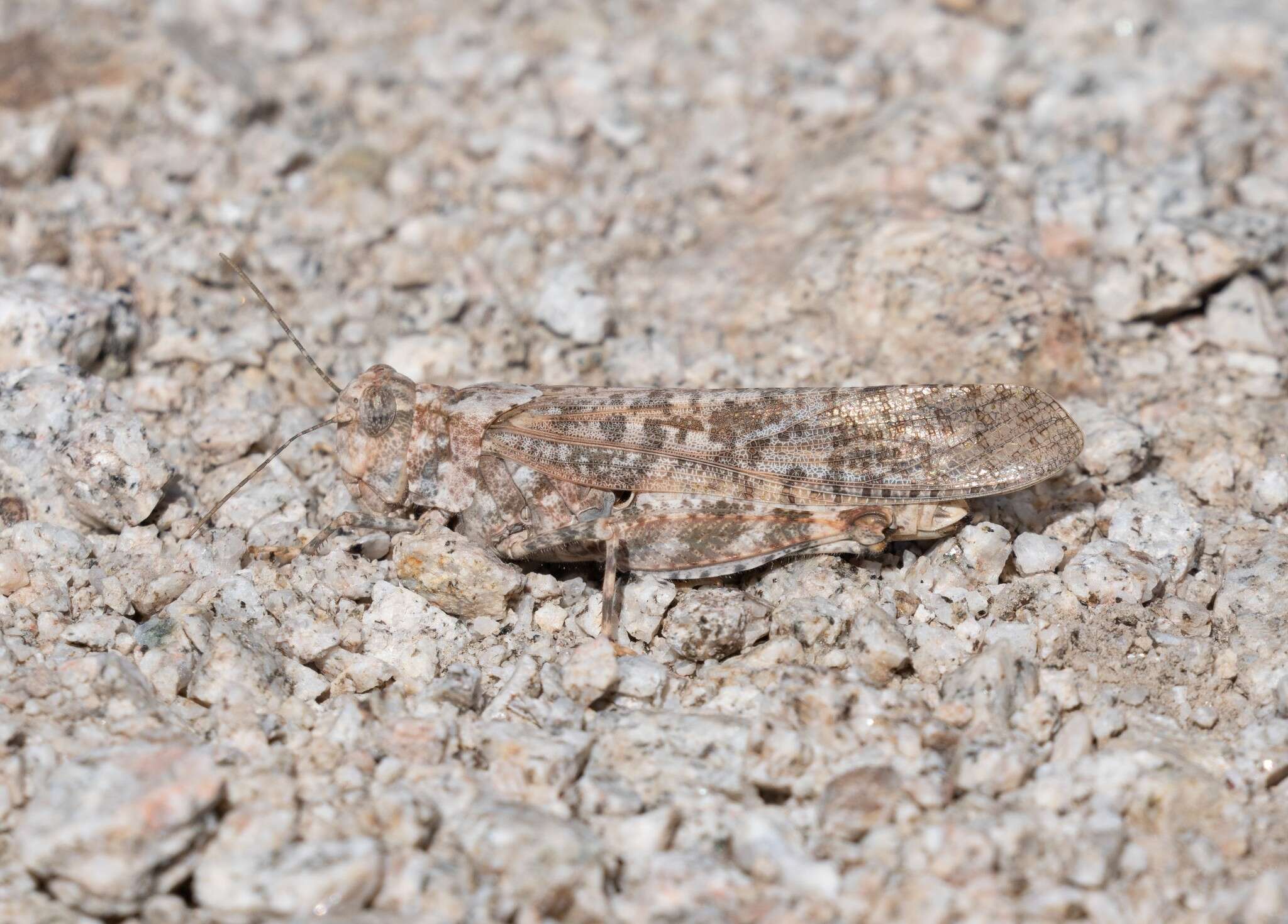 Image of Shasta Grasshopper