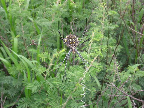 Image of Argiope australis (Walckenaer 1805)