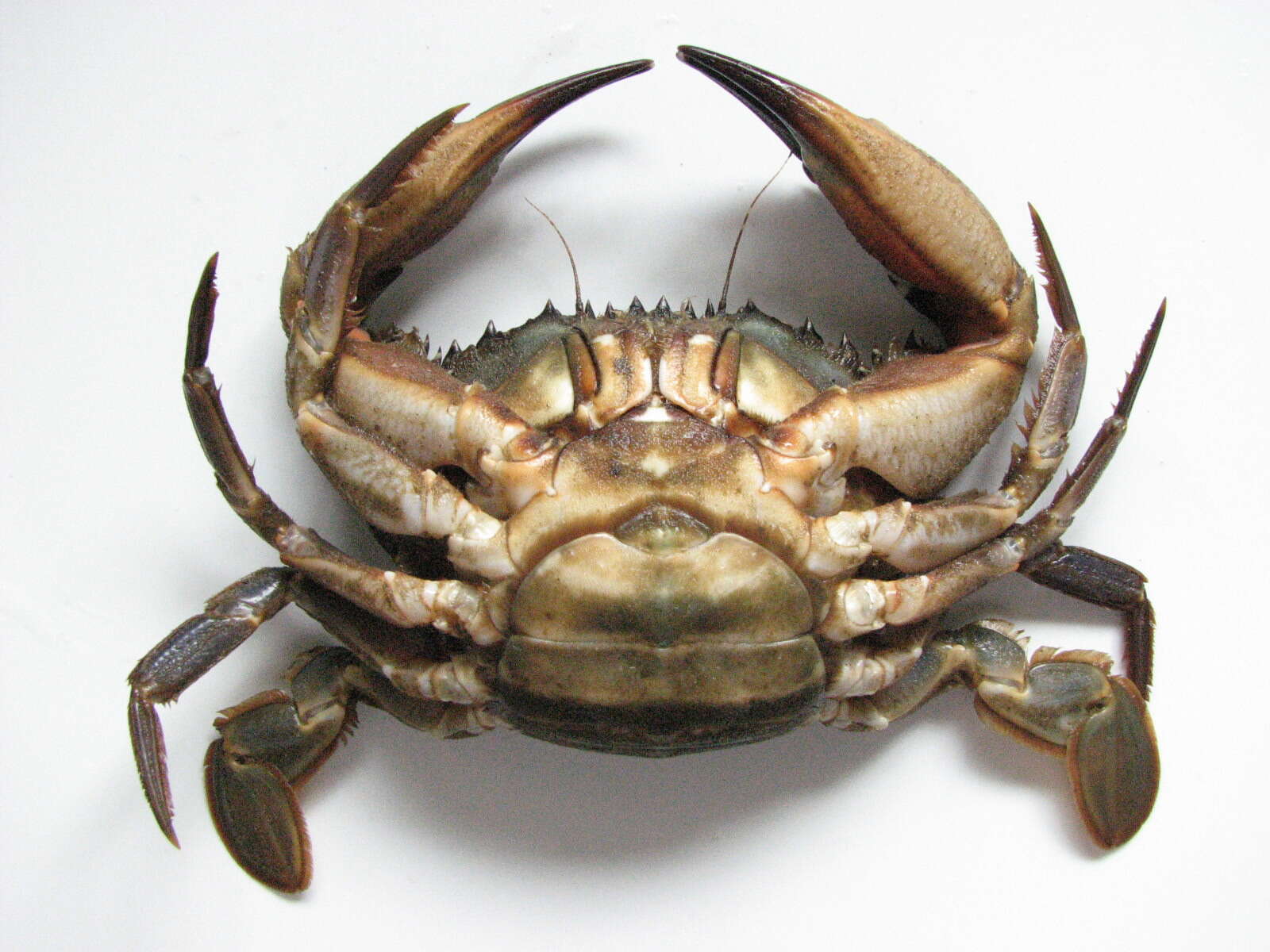 Image of Charybdis japonica