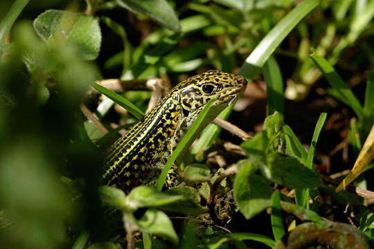 Image of Ornate Girdled Lizard