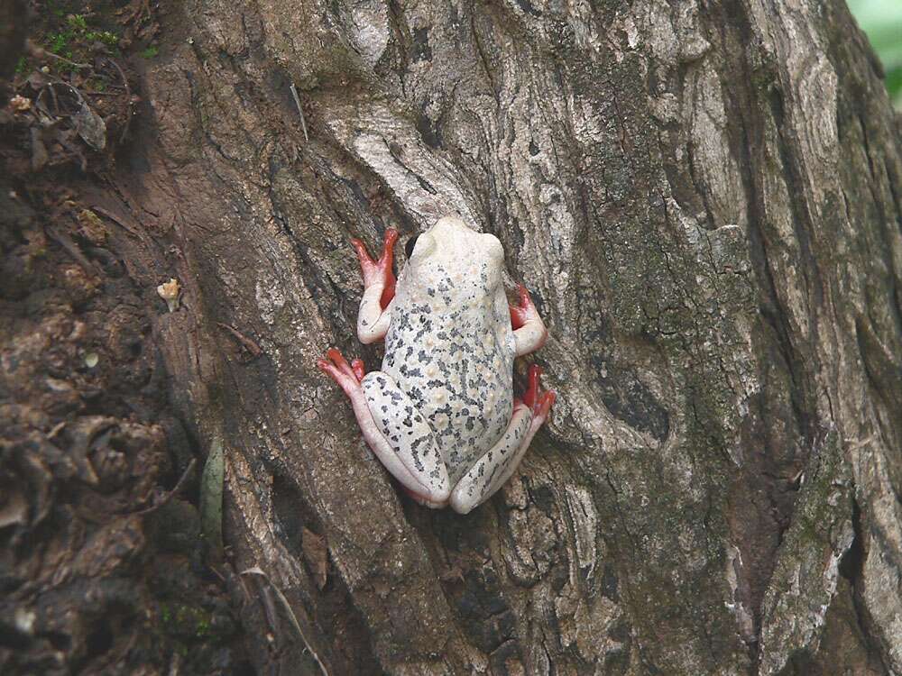 Image of Common Reed Frog