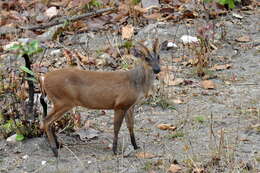 Image of Barking Deer