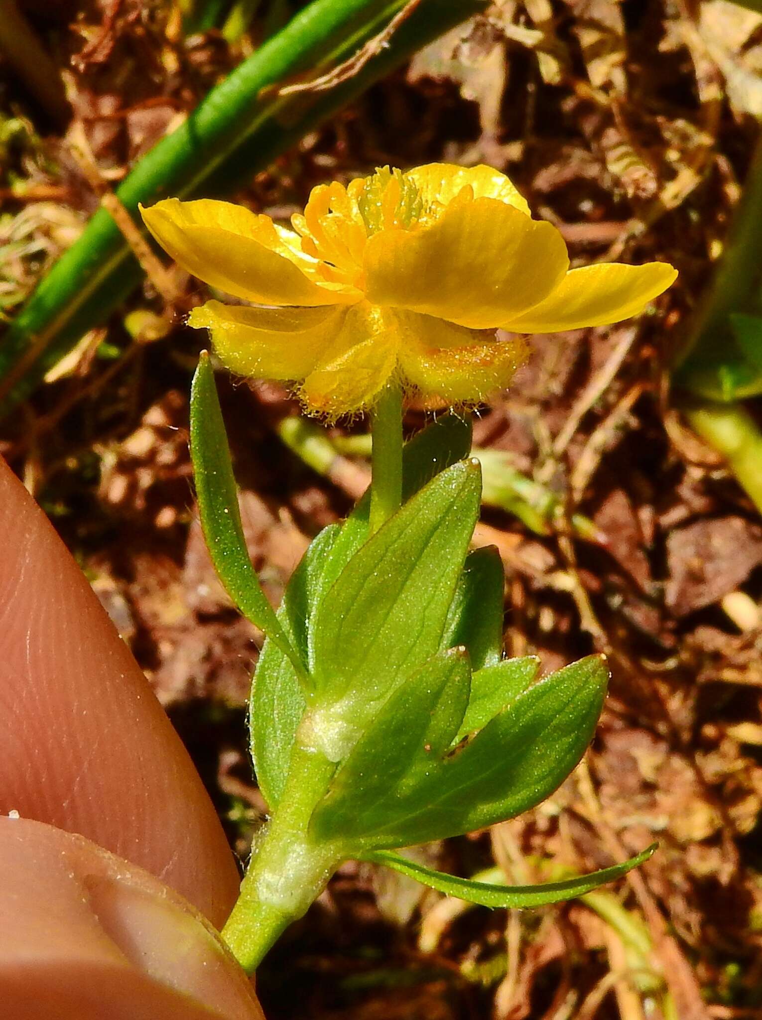 Sivun Ranunculus eschscholtzii Schltdl. kuva