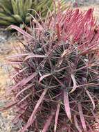 Image of Ferocactus gracilis subsp. coloratus (H. E. Gates) N. P. Taylor