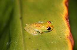 Image of Boophis tasymena Vences & Glaw 2002